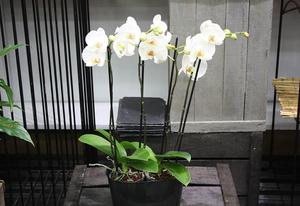 JARDINIERE D'ORCHIDEES Blanches