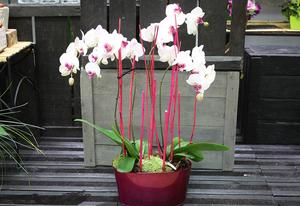 JARDINIERE D'ORCHIDEES DECO