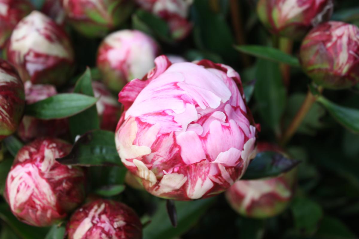 bouquet de pivoines