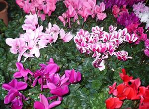 CYCLAMEN BRETON