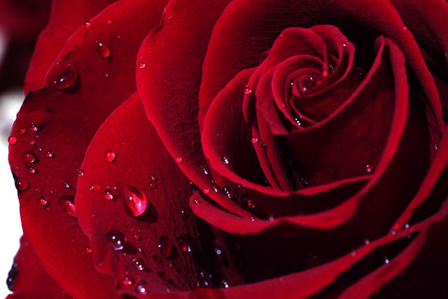 Rose rouge Saint-Valentin