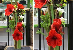 Composition AMARYLLIS dans son contenant