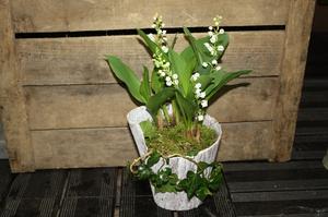 Griffes de Muguet