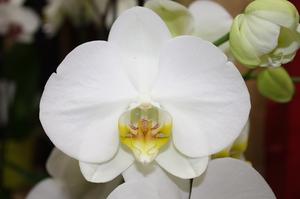 ORCHIDEE BLANCHE