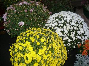 CHRYSANTHEME POMPON BRETON