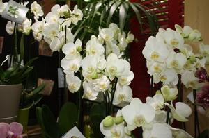 ORCHIDEE BLANCHE