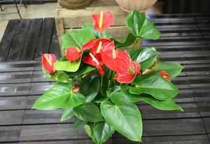 ANTHURIUM