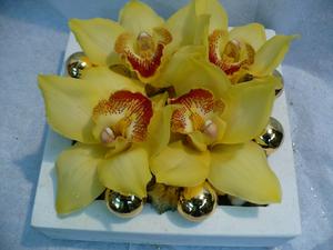 CYMBIDIUM