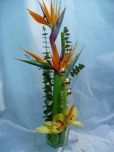 STRELITZIA